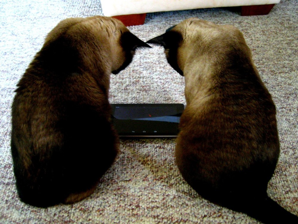 Image by Flickr user Susan